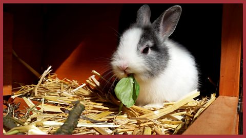 A rabbit enjoys freshly changed bedding