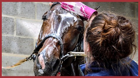 A horse being washed