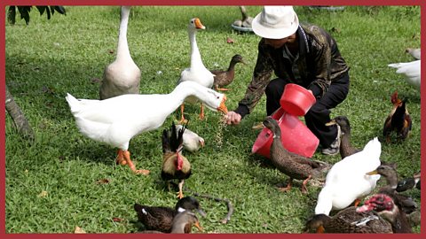 Geese and ducks being fed