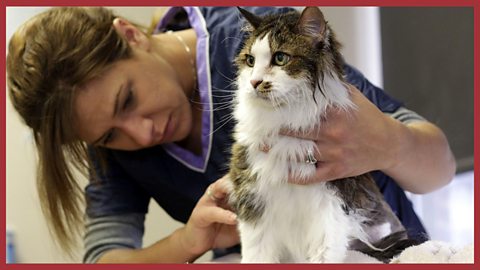 A cat is washed and groomed