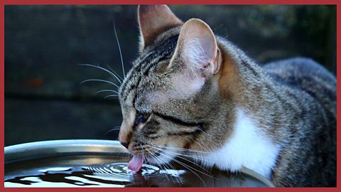 An image of a cat drinking water