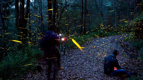 The Documentary Podcast, The Magic of Fireflies