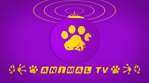 CBBC - Animal TV