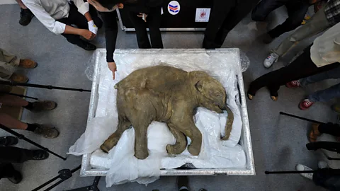 Witness History, Witness History, Lyuba the Baby Mammoth