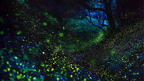 A forest scene at night, with fireflies covering the area from foreground to background, emitting a greenish glow