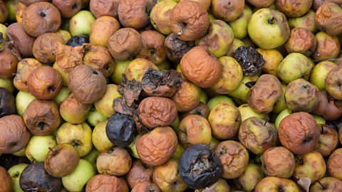 Rotten apples in various stages of decay, some completely brown and rotten