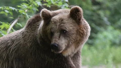 Witness History, Witness History, The Retirement Home For Dancing Bears