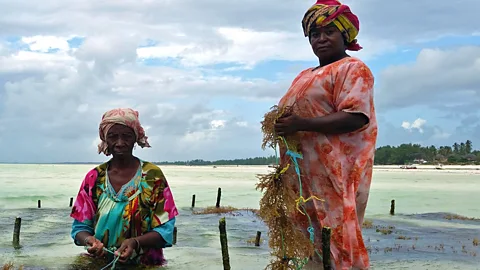 Crossing Continents, Crossing Continents, Seaweed, Sex and Liberation in Zanzibar