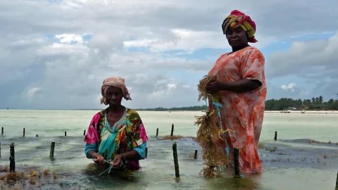 The Documentary Podcast, Seaweed, Sex and Liberation