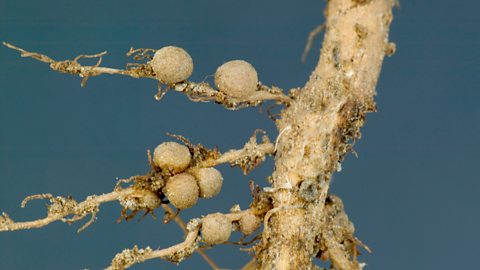 The roots of the peanut plant have nodules which house nitrogen-fixing bacteria