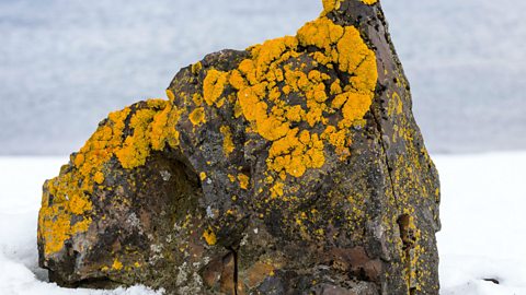 The symbiotic relationship between algae and fungi in lichens allows them to live in extreme conditions, including the Antarctic