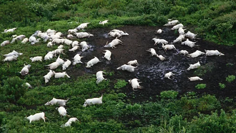 Witness History, Witness History, The Lake Nyos Disaster
