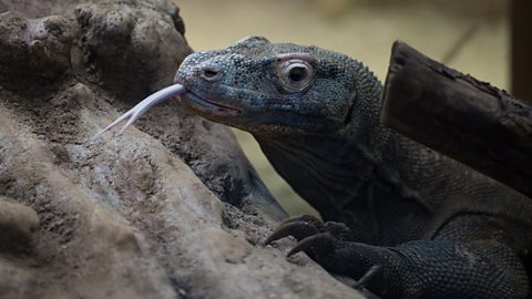 BBC Radio 4 - Radio 4 in Four - Seven things you didn't know about the Komodo  dragon