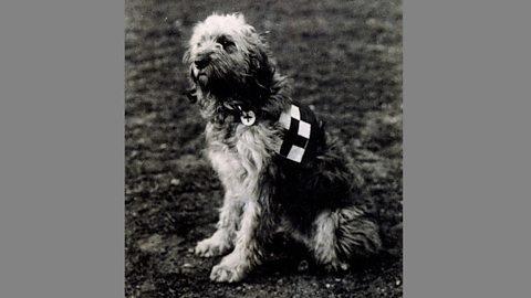 A casualty dog in a field during World War One