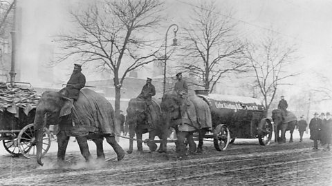 Elephants at work ploughing fields and pulling artillery during World War One