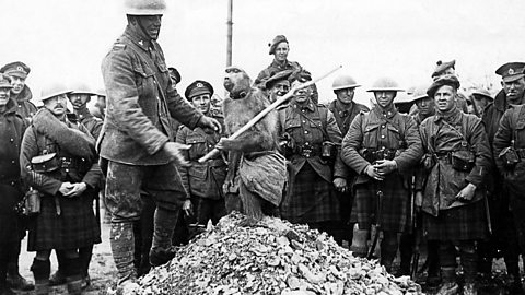 Jackie the pet baboon of a South African World War One regiment with his fellow soldiers