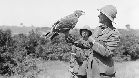 A golden eagle pet with a British officer in the Balkans in August 1916