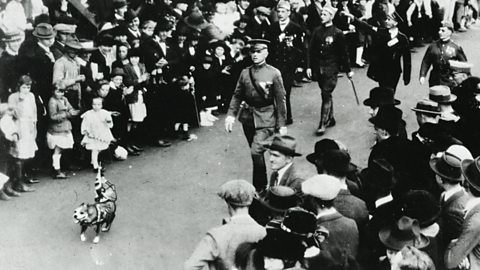 Sergeant Stubby walking through a parade