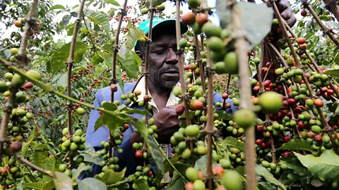 The Documentary Podcast, Africa's Big Philanthropy: Agriculture and Food Security