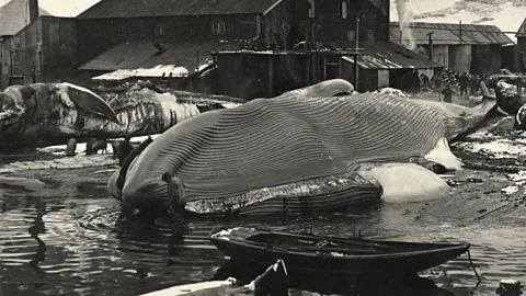 Witness History, Witness History, The Antarctic Whale Hunters