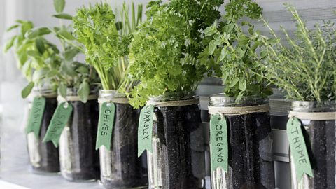 Glass jars reused as plant pots for growing different herbs.