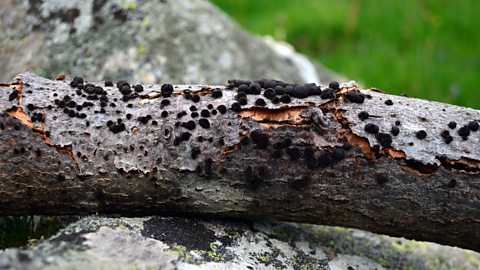 A branch of wood with the small, black, fluffy moss-like growths of a fungial attack.