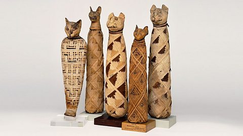 A photo of five mummified cats, wrapped up in intricate patterns