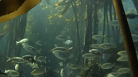 Discovering the secrets of an underwater forest