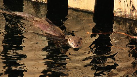 An otter in the water.