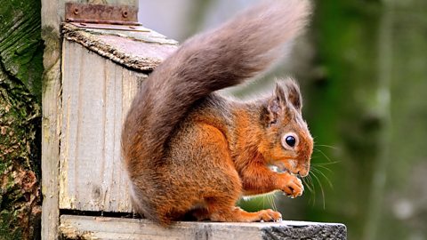 A red squirrel on a wooden ledge outside.