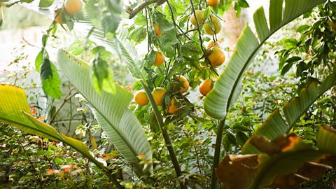 Oranges growing in Florida.