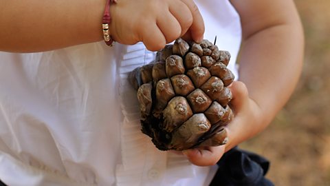 A child's hands holding a pine cone.