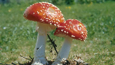 Witness History, Witness History, Lenin and the deadly mushrooms