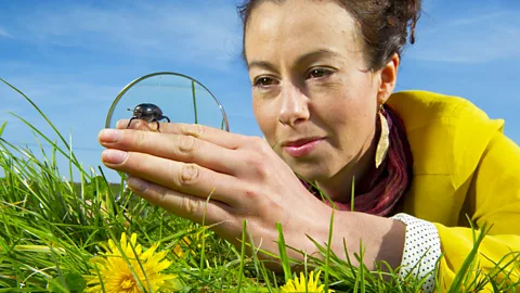 Costing the Earth, Costing the Earth, Insect Extinction?