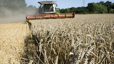 50 Things That Made the Modern Economy, 50 Things That Made the Modern Economy, Dwarf wheat