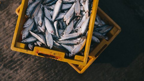 A crate of fish.