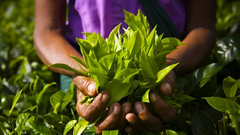 The Documentary Podcast, Bitter brew