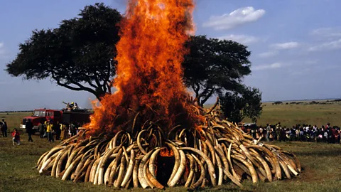 Witness History, Witness History, Kenya's ivory inferno