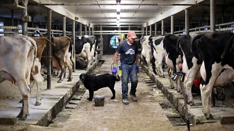 The plight of a US dairy farm