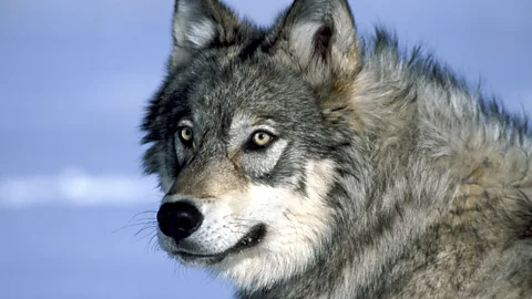 Witness History, Witness History, The return of the wolf