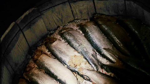 Fish being preserved in salt