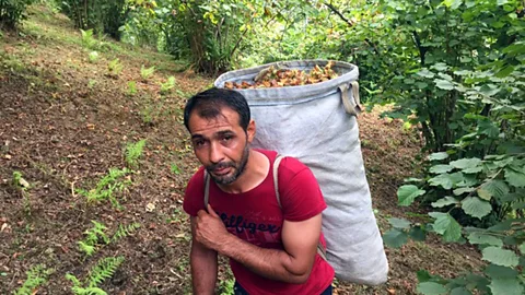 Crossing Continents, Crossing Continents, The Bitter Song of the Hazelnut