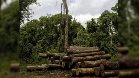 Witness History, Witness History, Conflict timber in Liberia's civil war