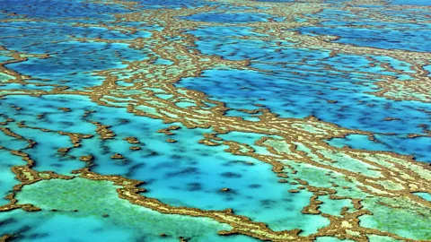 Witness History, Witness History, Saving the Great Barrier Reef