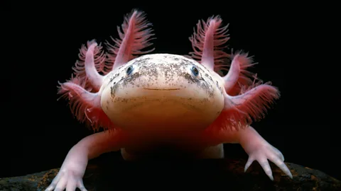 An axolotl (Credit: Alamy)