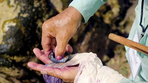 Milking snails in Oaxaca