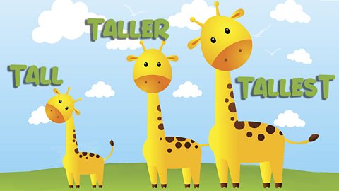 three giraffes lined up from left to right with the words tall, taller and tallest next to them, respectively. 