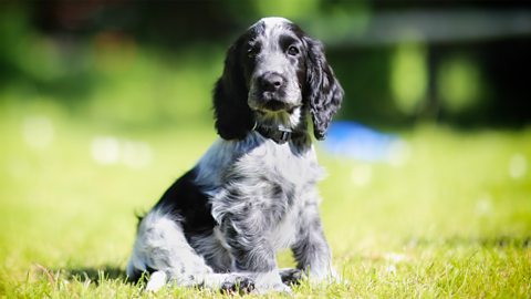 A photo of a dog. It is a young, grey cocker spaniel.