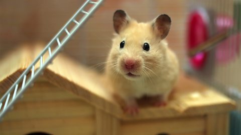 A photo of a brown hamster. It is in a cage with a ladder and a small wooden house.