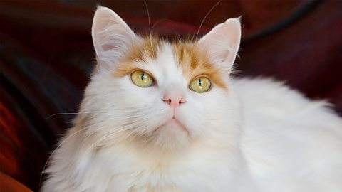 A photo of a white cat with orange patches around the ears.